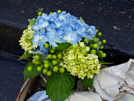 Bridesmaid bouquets of blue hydrangea mini green hydrangea and green 